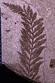 fossil imprint of a sea kelp